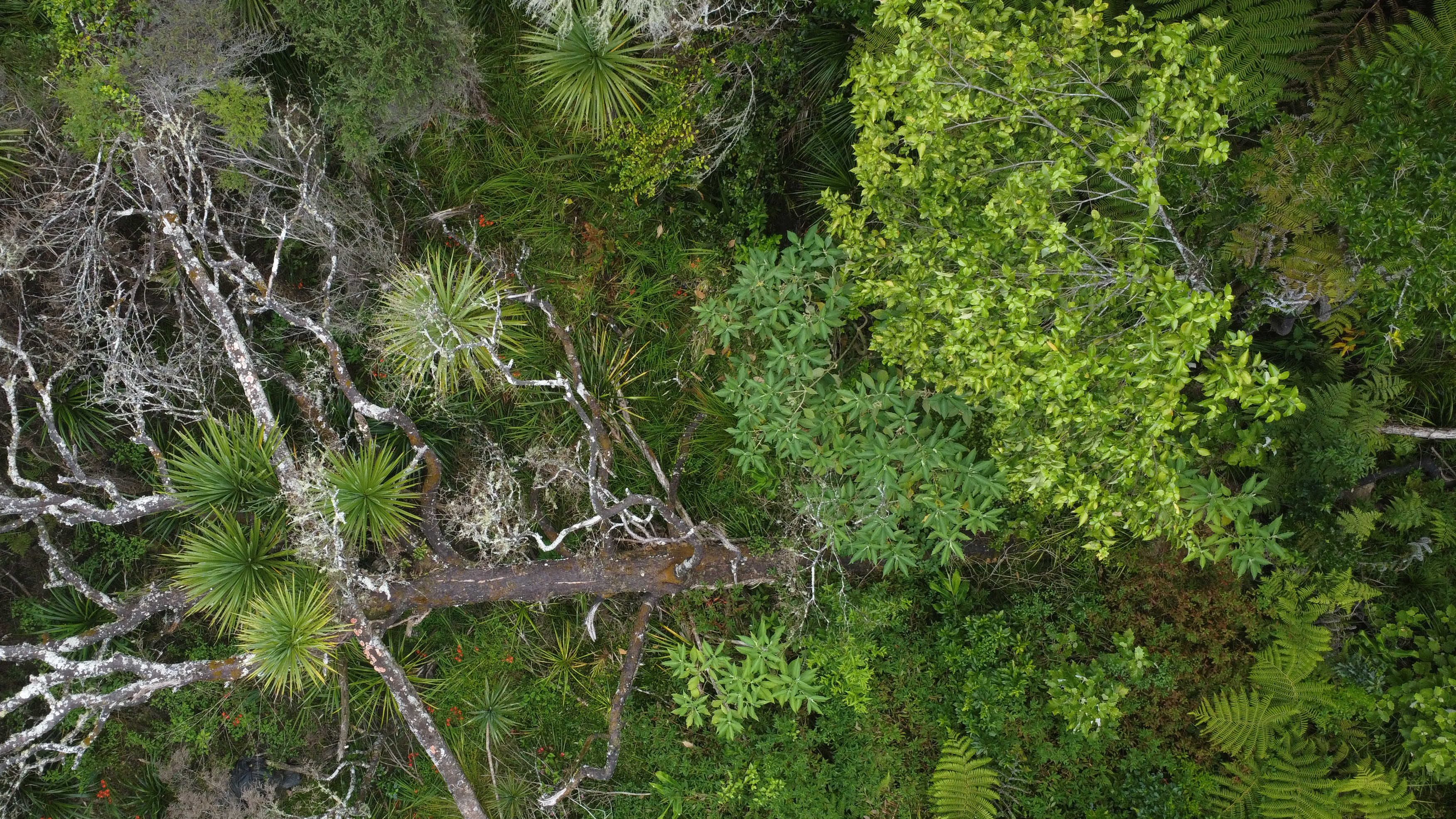 WIP - Temporal Site Tracking.